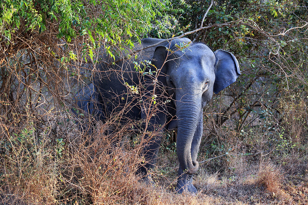 Yala National Park