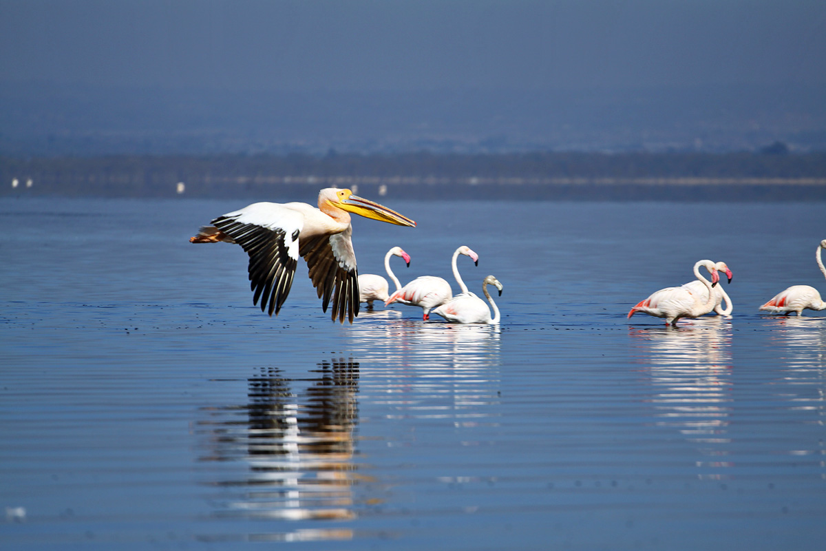 Nakuru National Park
