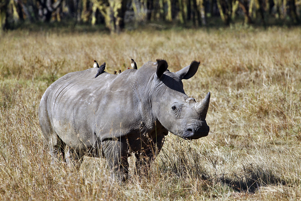 Nakuru National Park