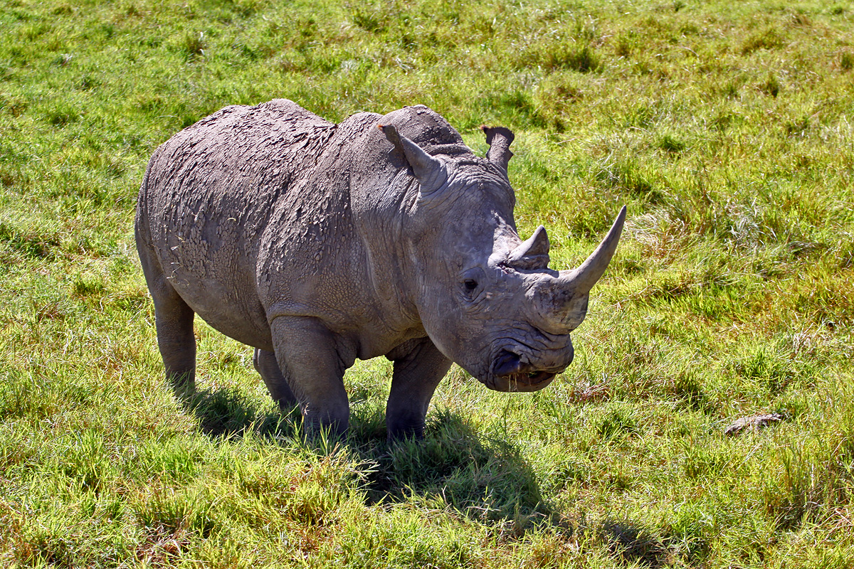 Nakuru National Park