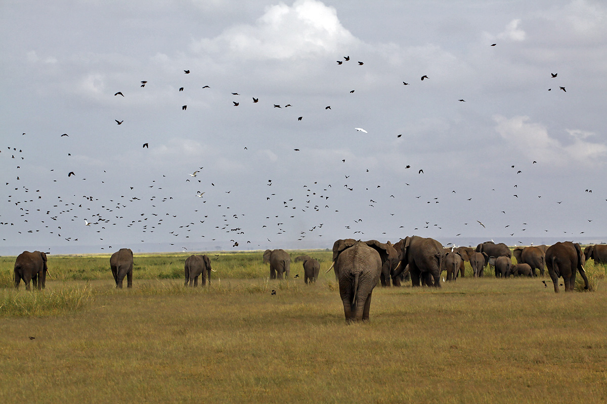 Amboseli National Park