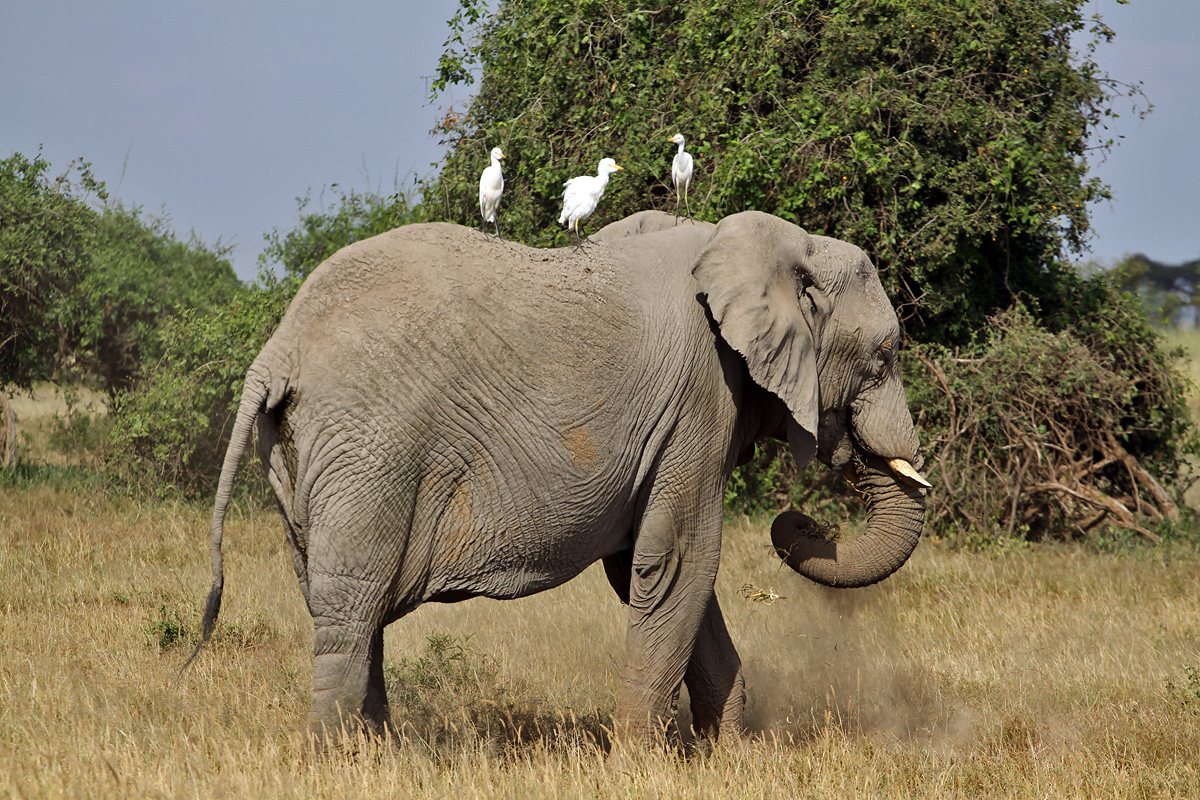 Amboseli National Park
