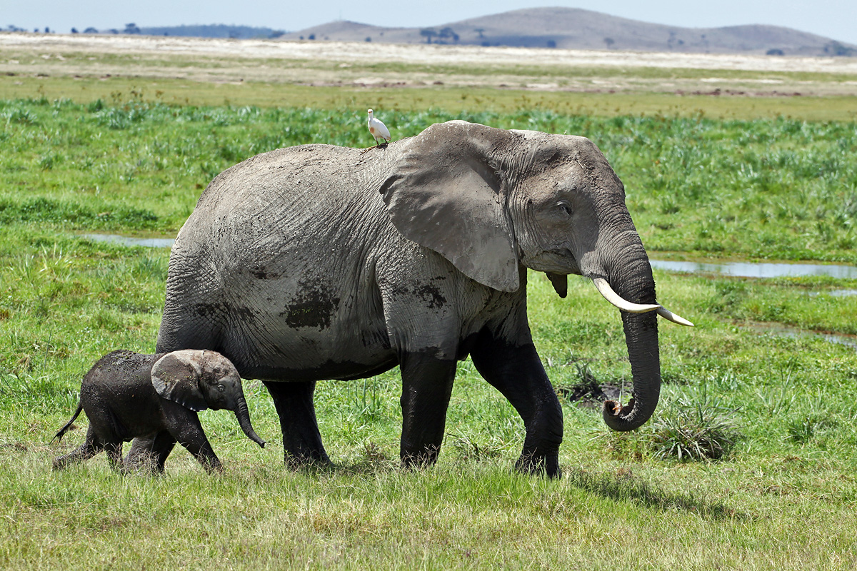 Amboseli National Park