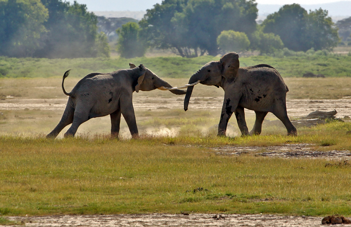Amboseli National Park