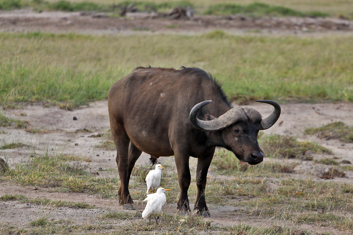 Amboseli National Park