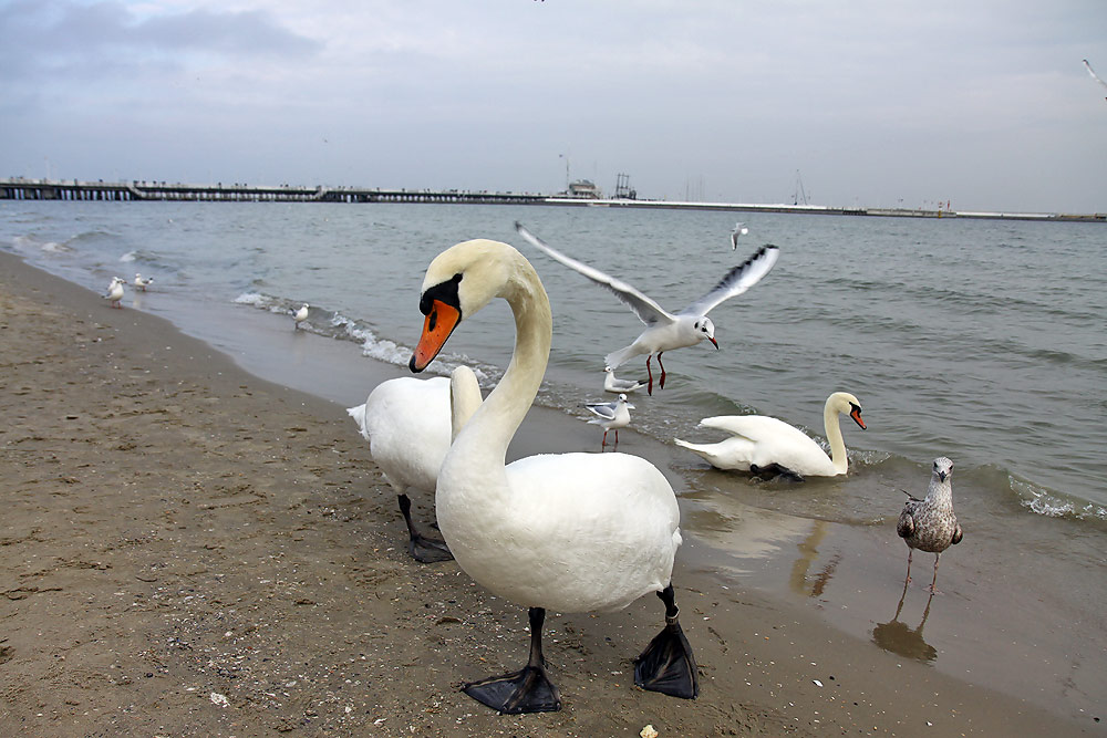 Sopot
