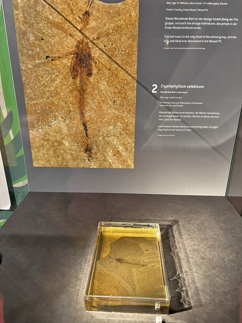 Messel Pit fossil site