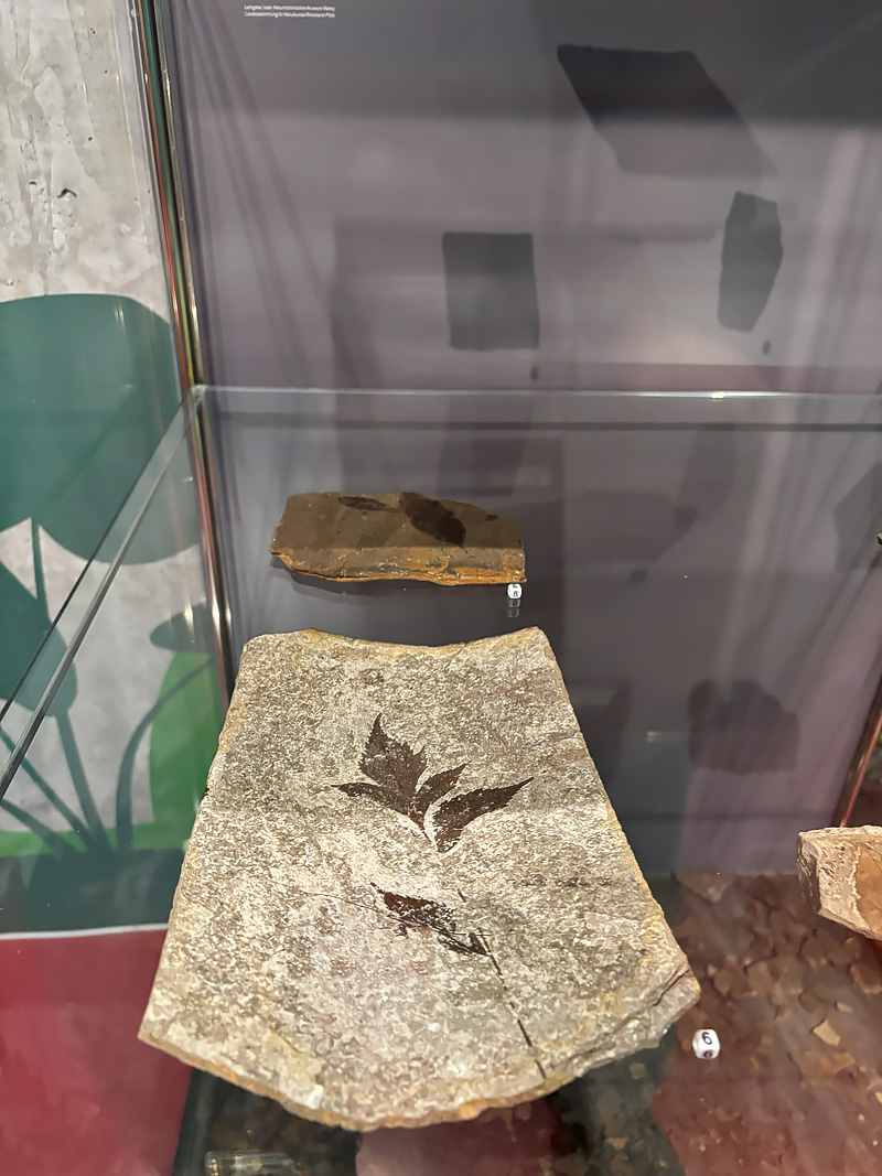 Messel Pit fossil site