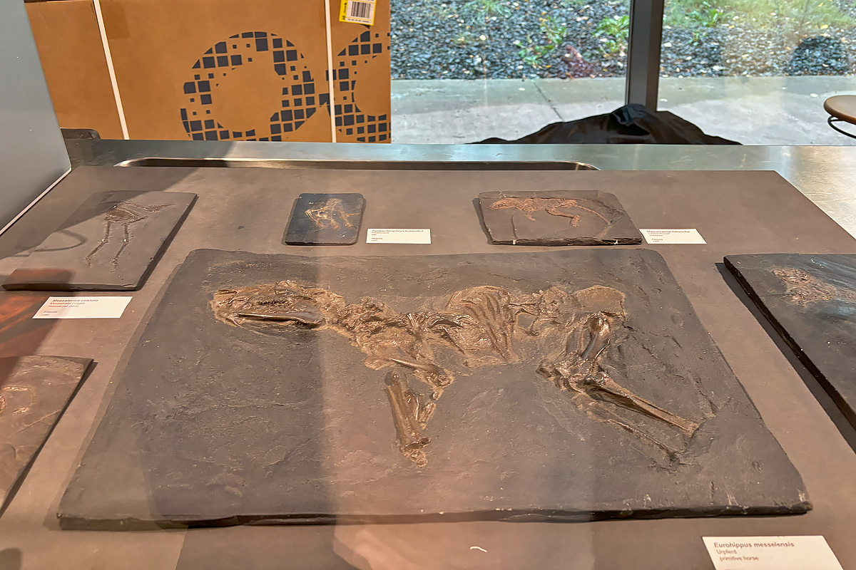 Messel Pit fossil site