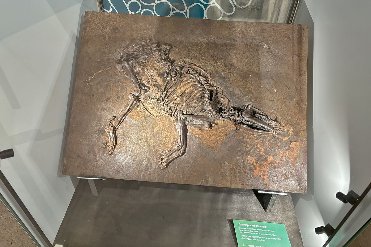 Messel Pit fossil site