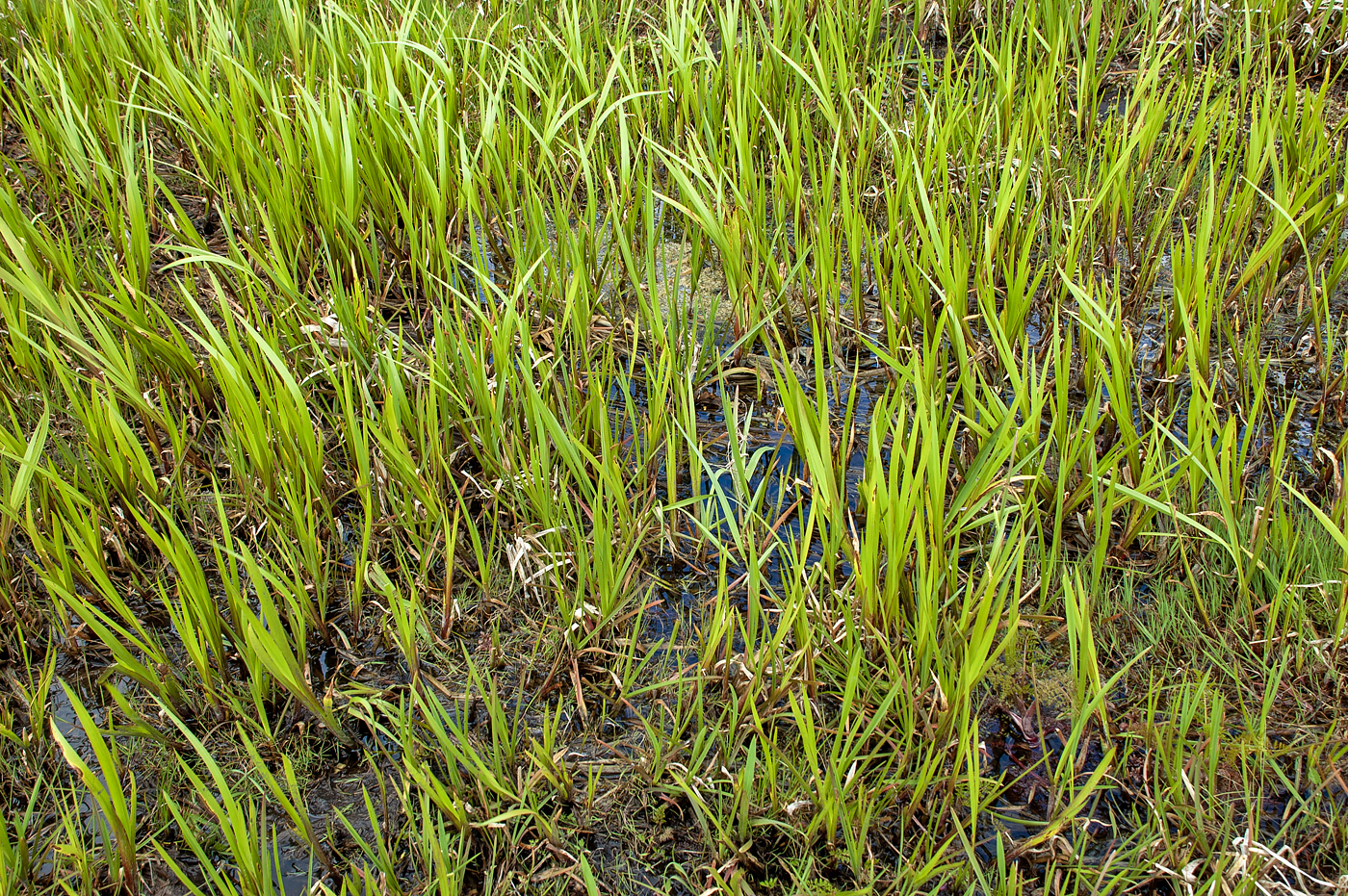 Biebrza National Park