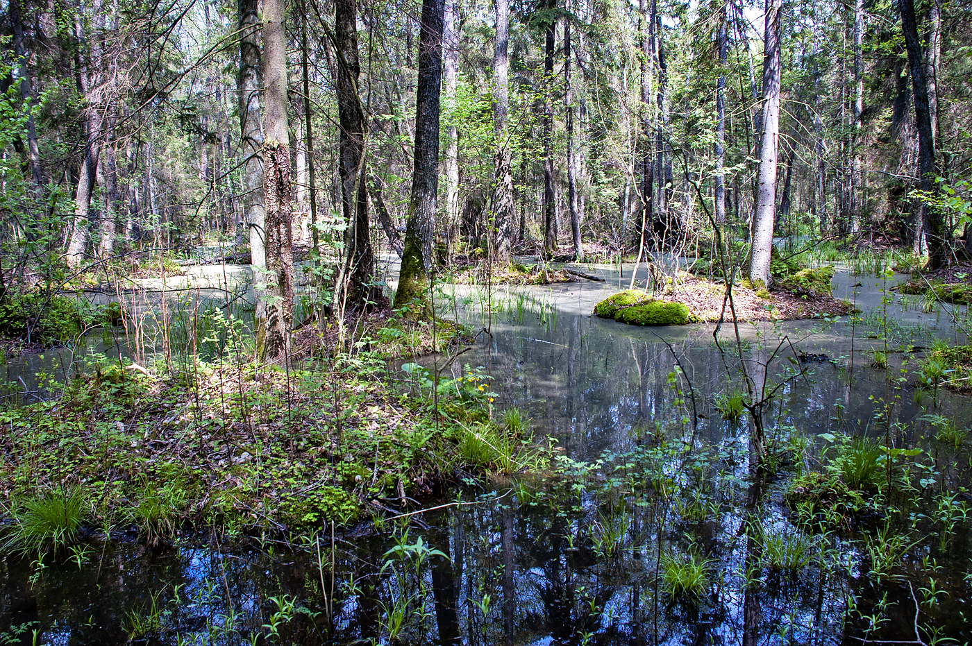 Biebrza National Park