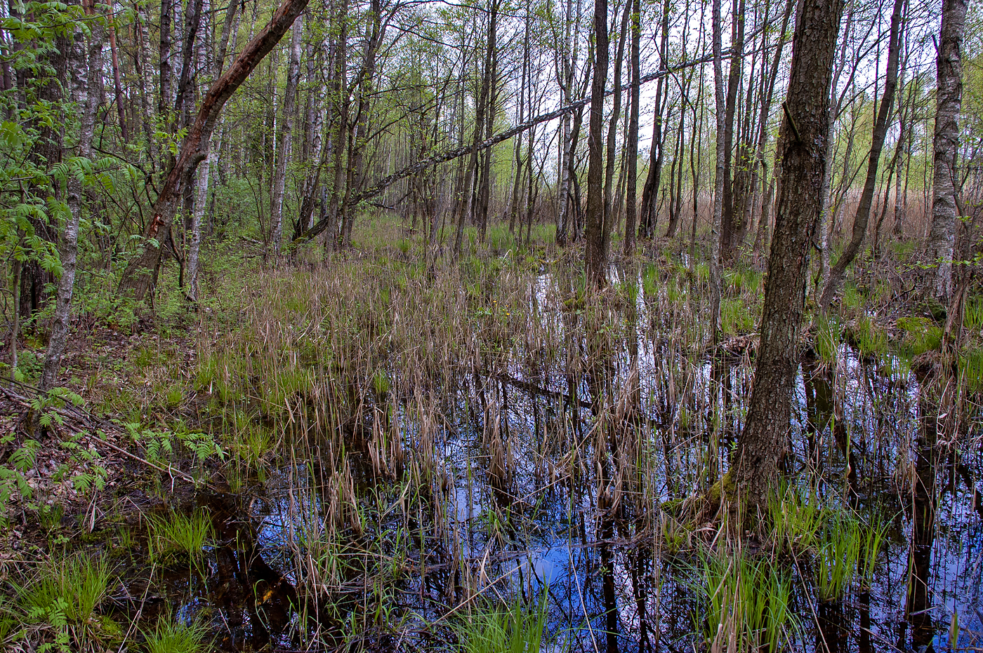 Biebrza National Park