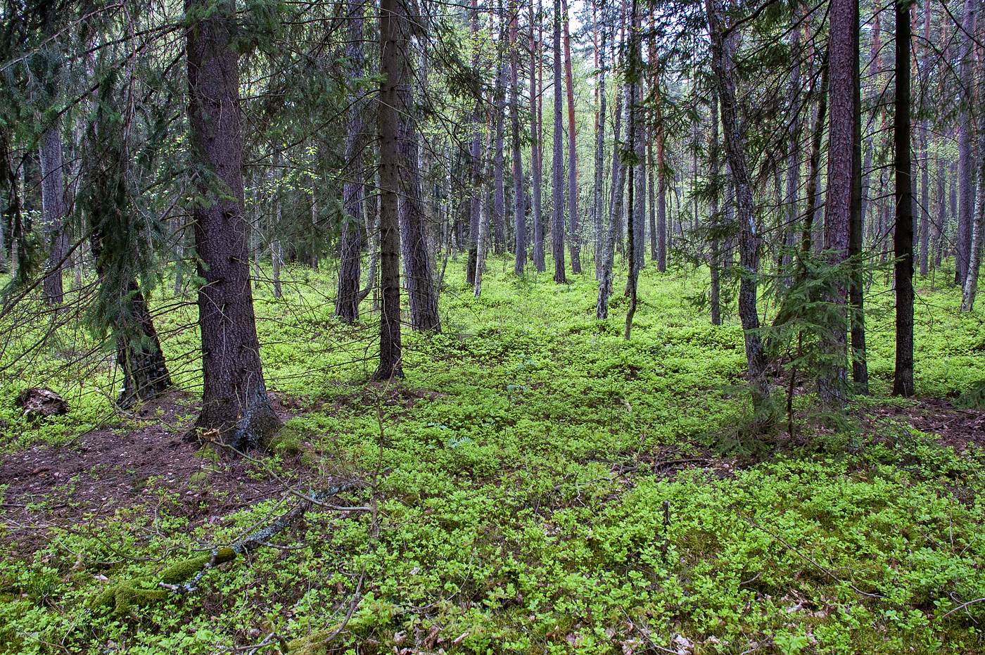 Biebrza National Park