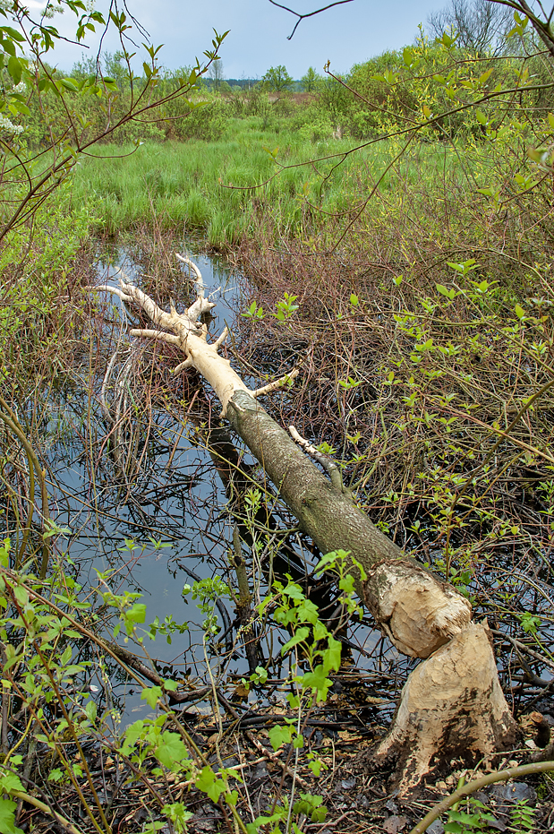 Biebrza National Park