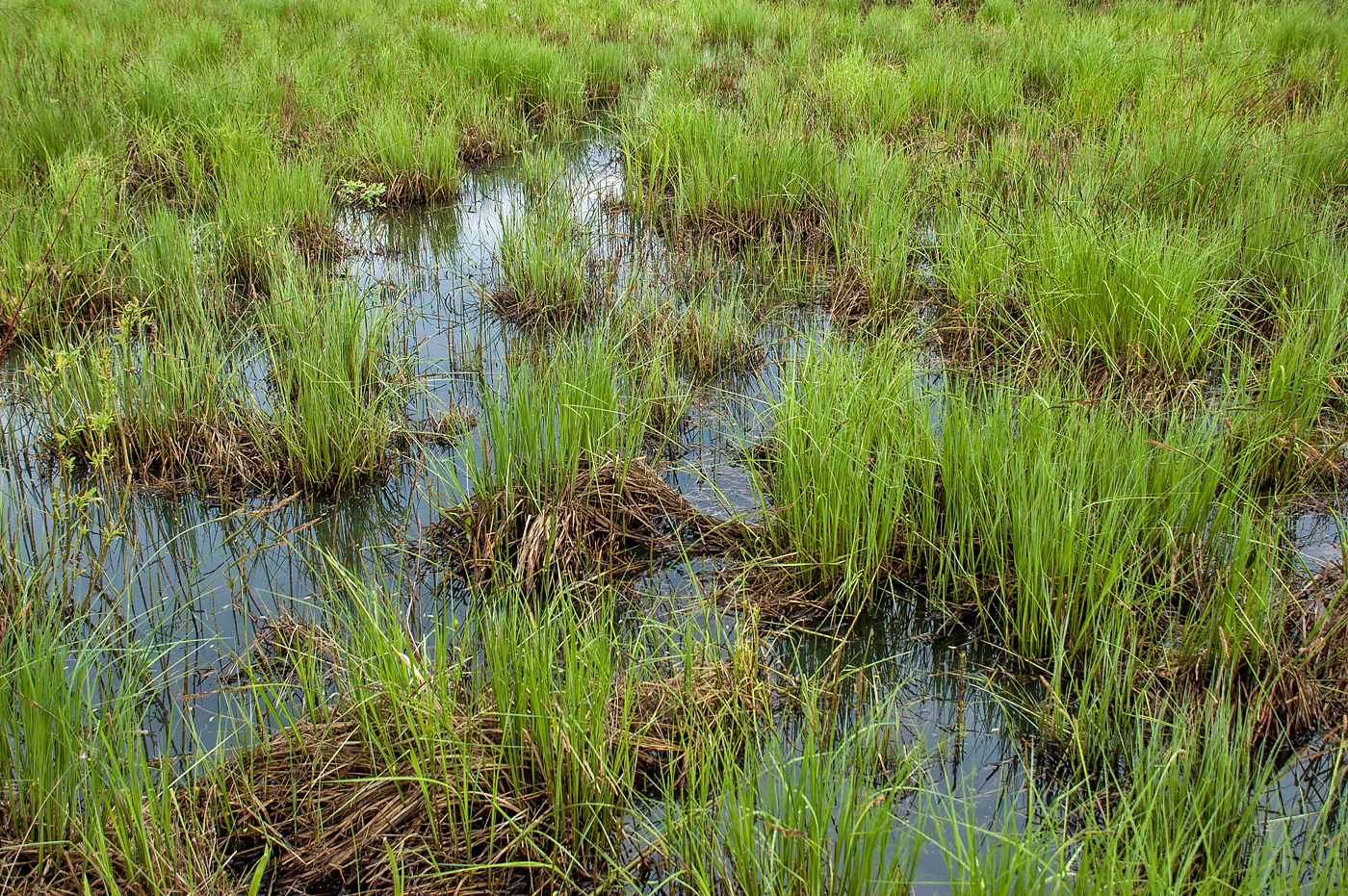 Biebrza National Park