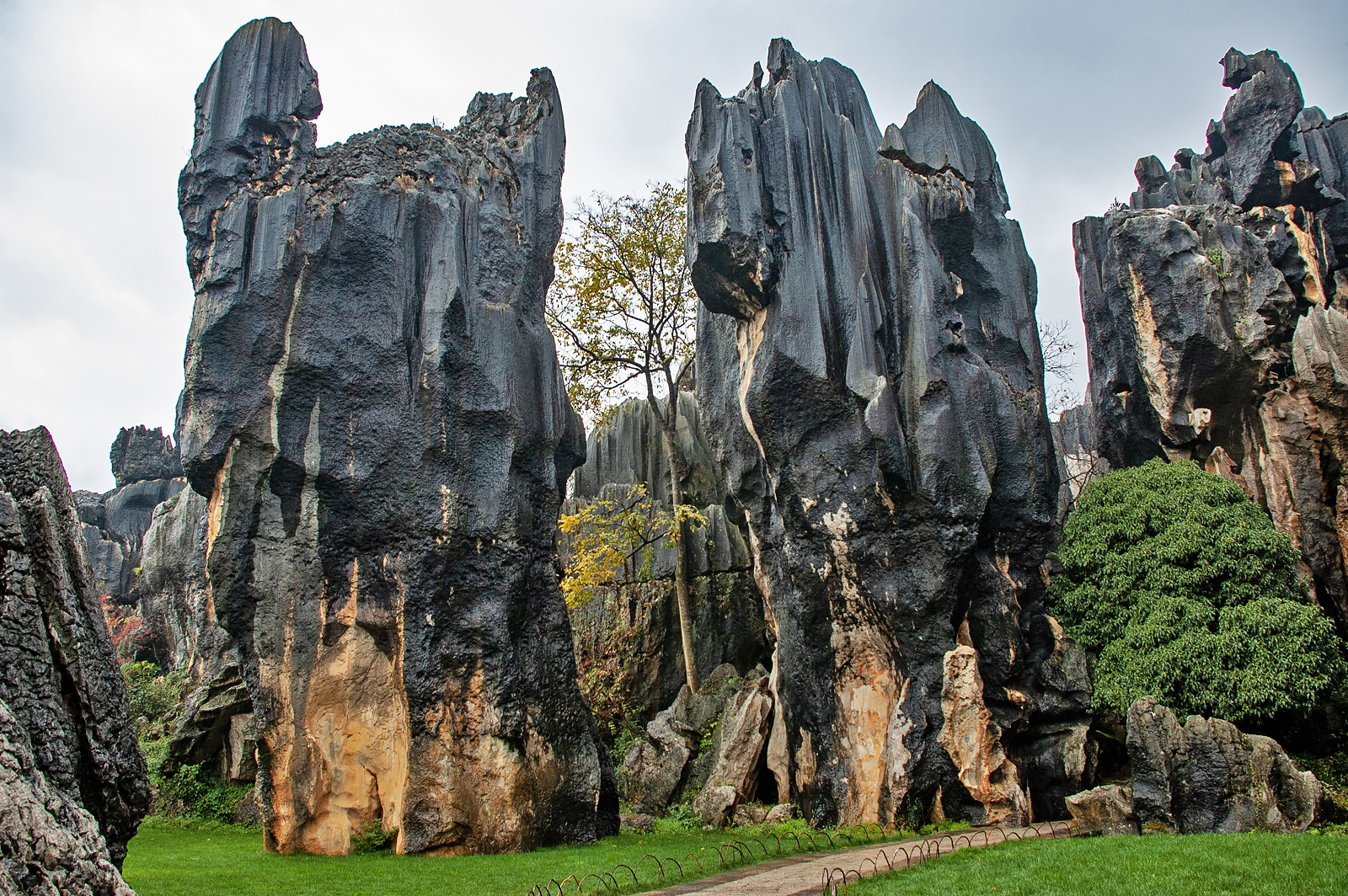 Stone Forest