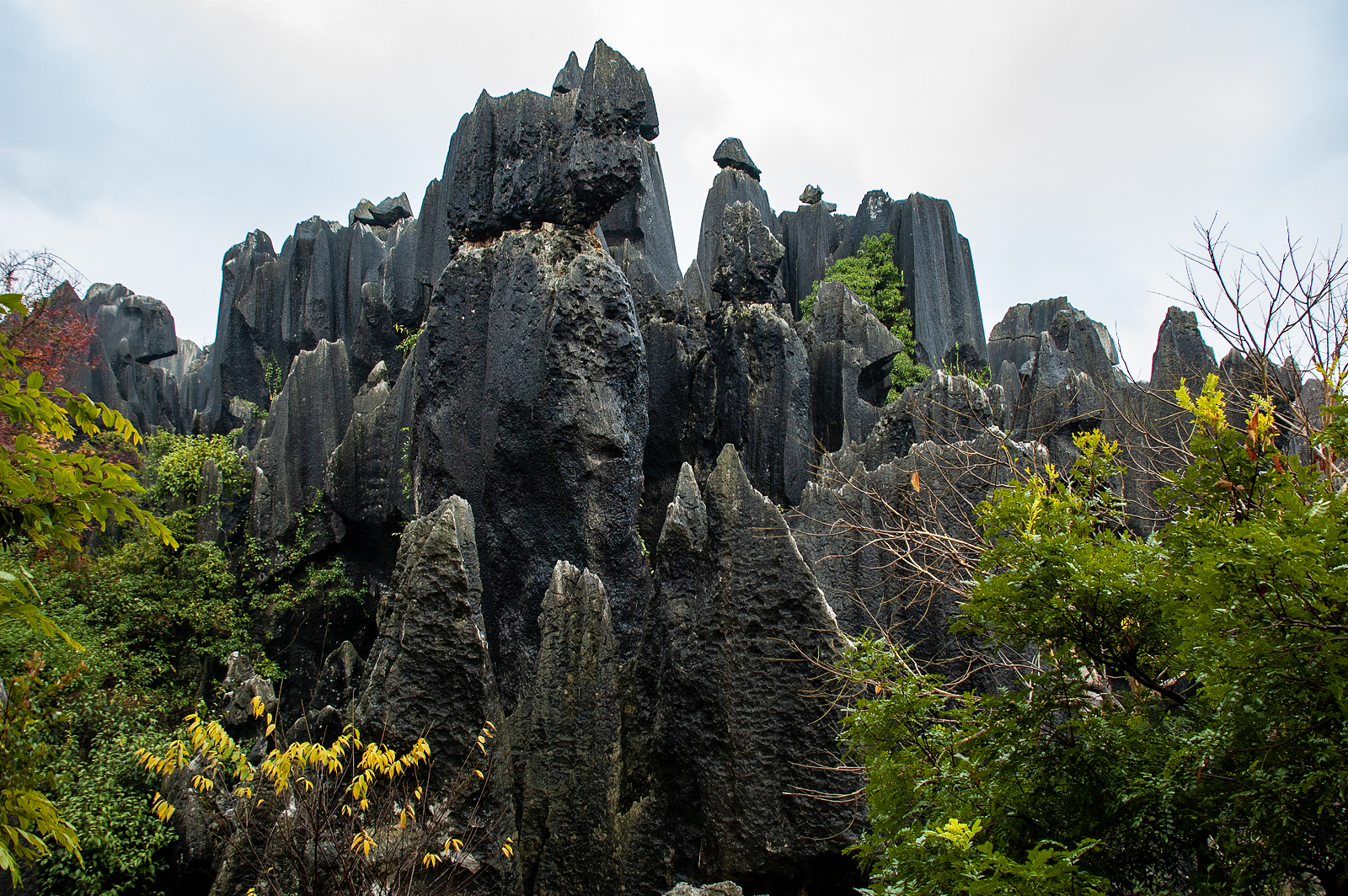 Stone Forest