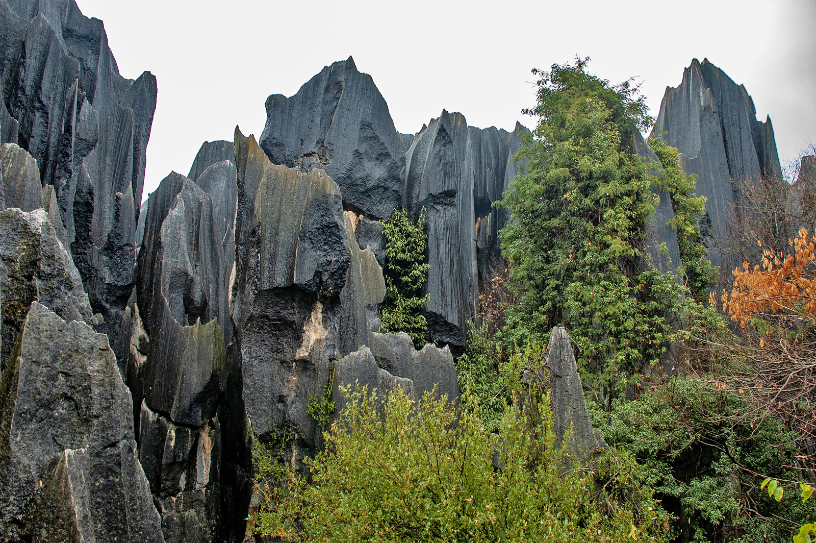 Stone Forest