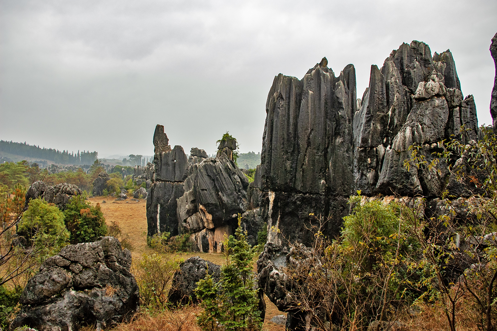 Stone Forest