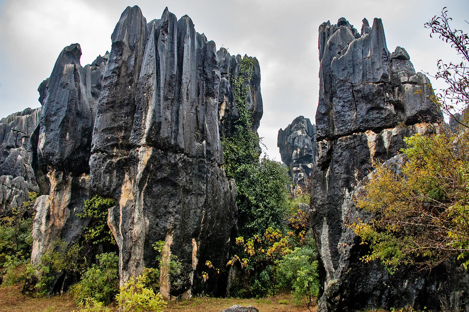 Stone Forest