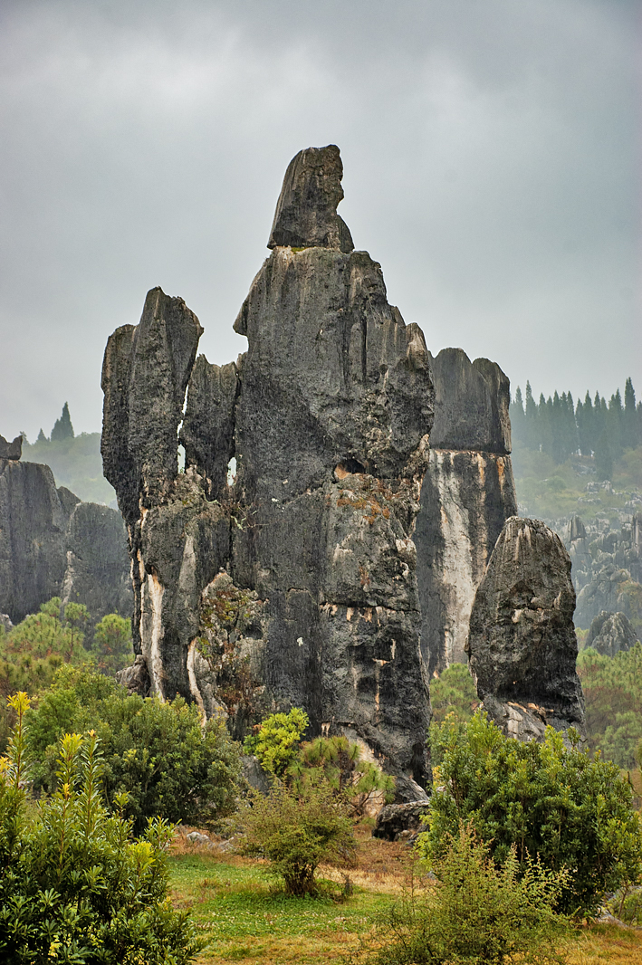 Stone Forest