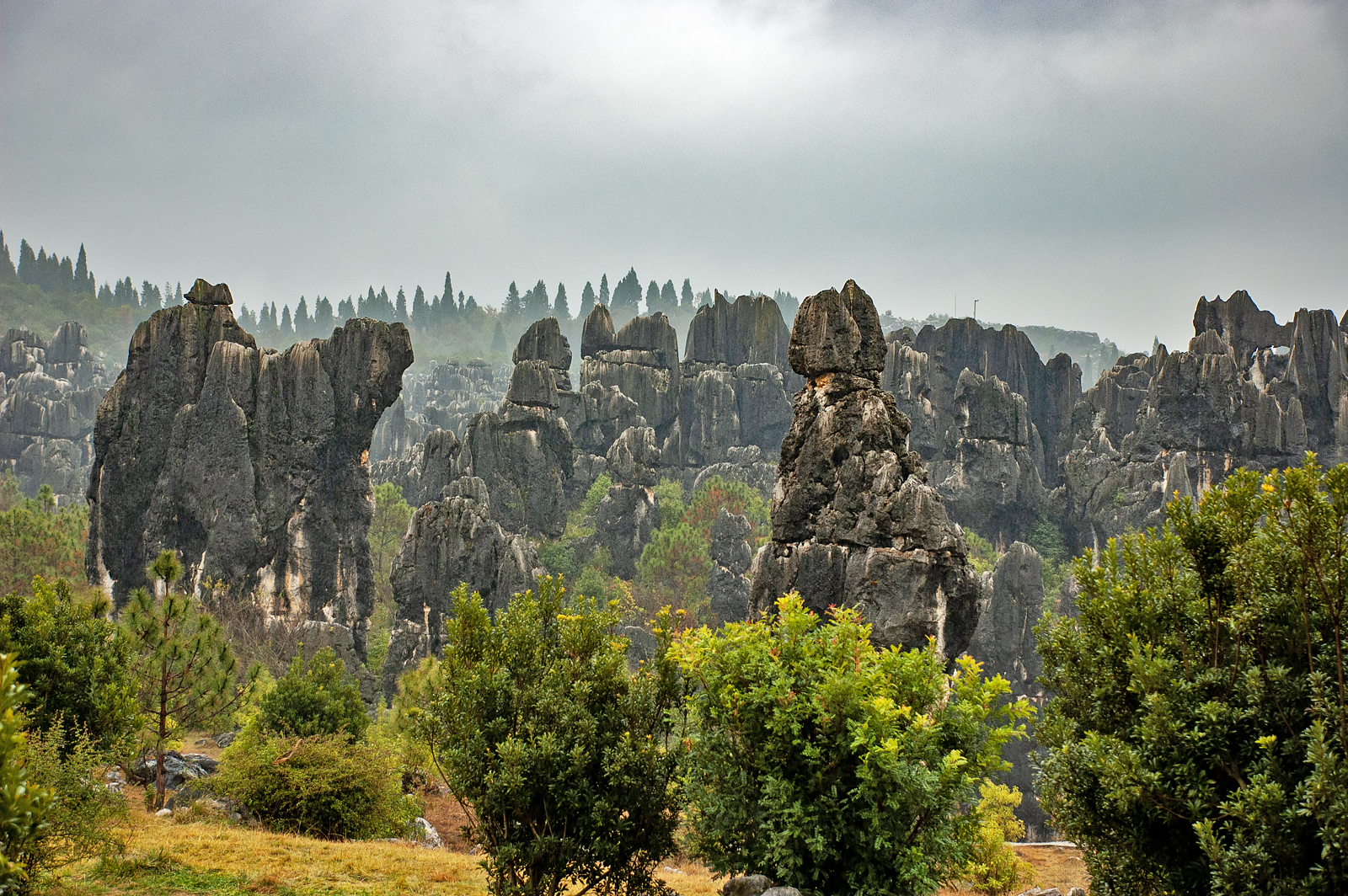 Stone Forest