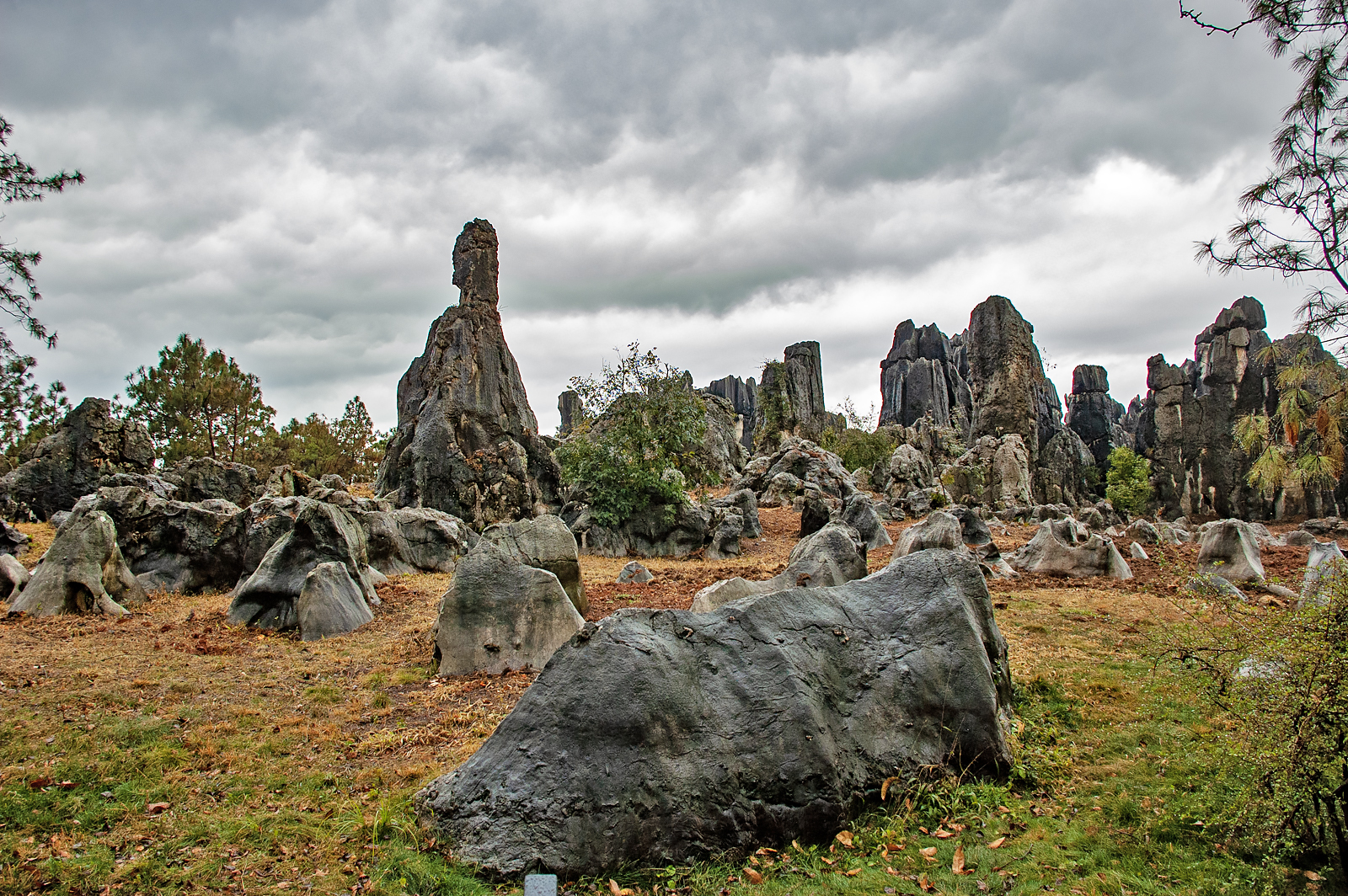 Stone Forest