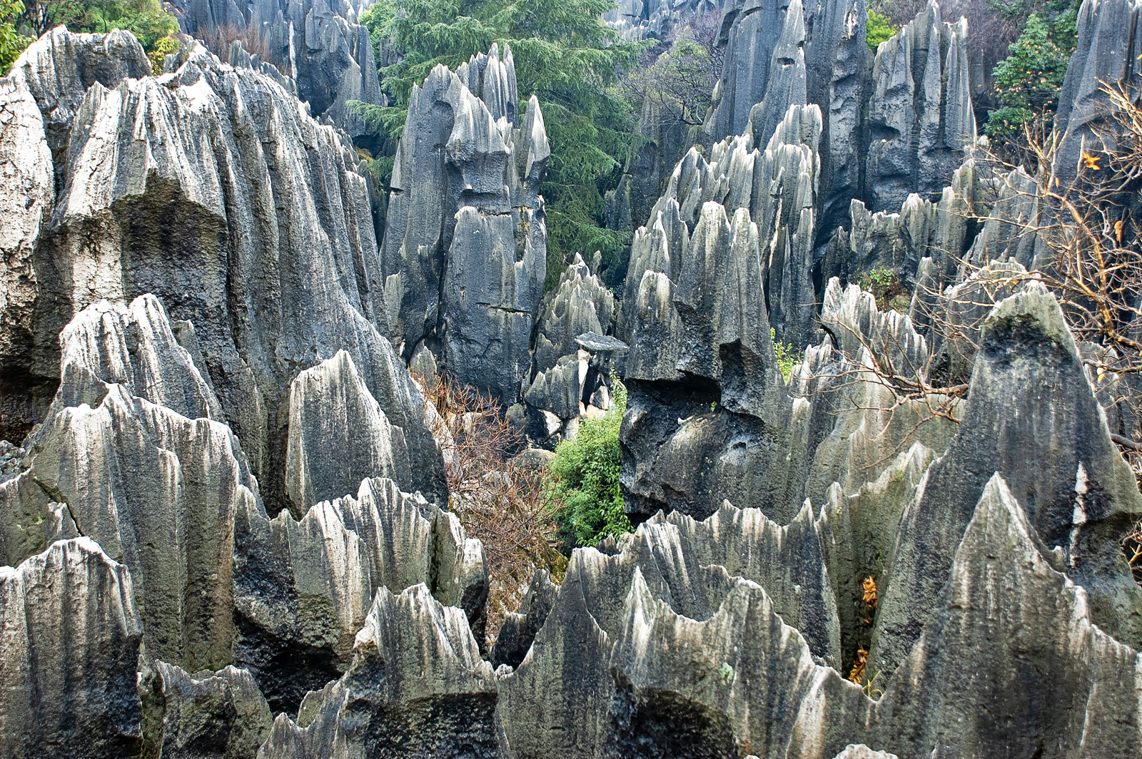 Stone Forest