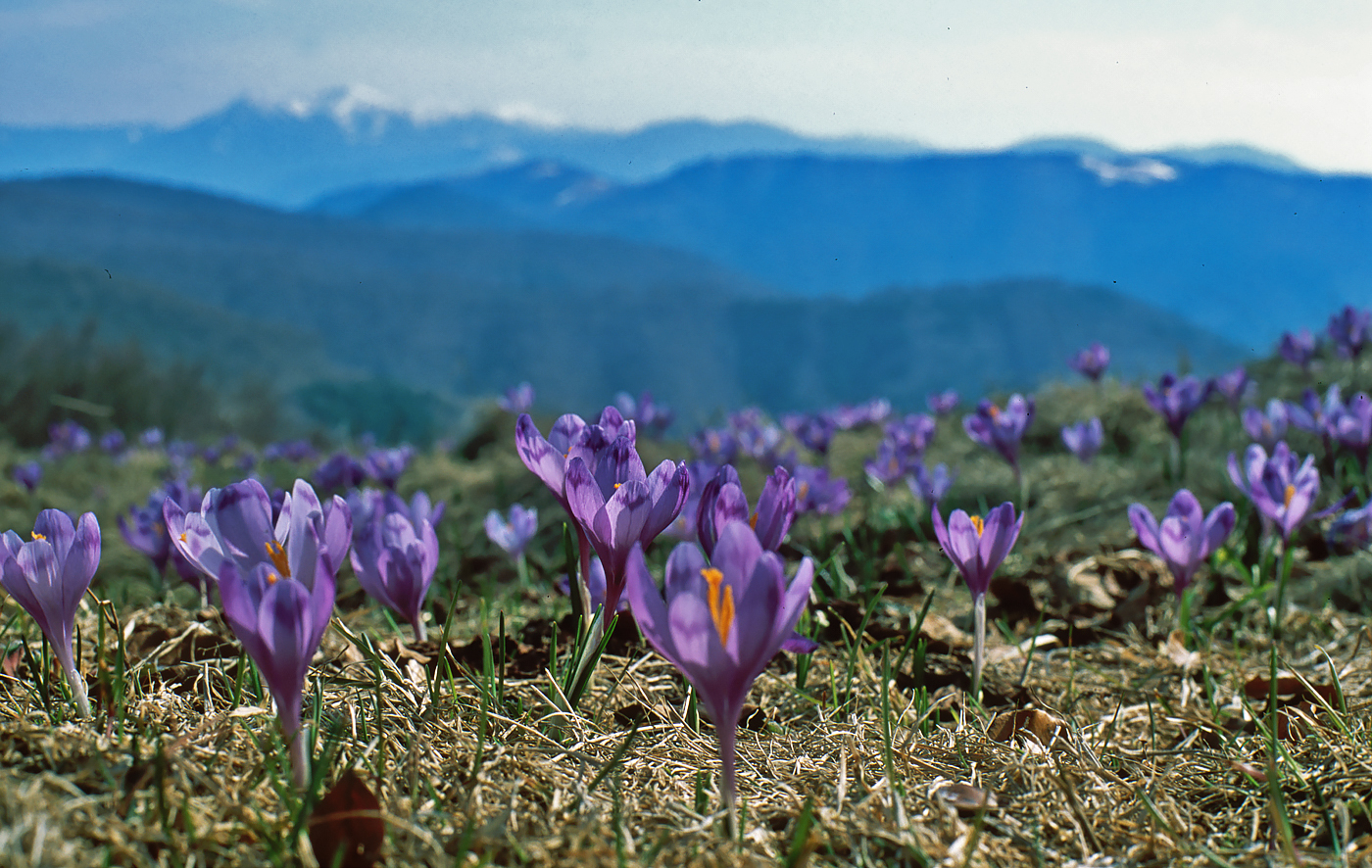 Chornohora mountains
