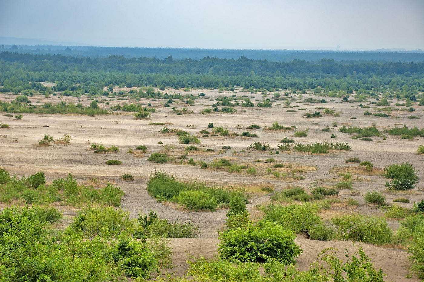Błędowska desert
