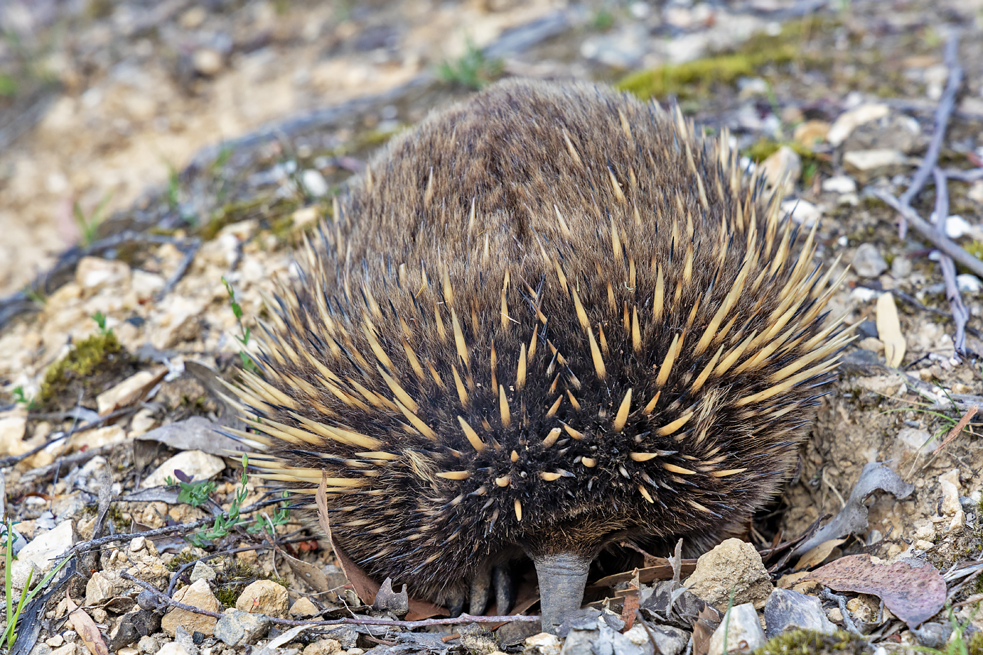 Tasmanian wilderness