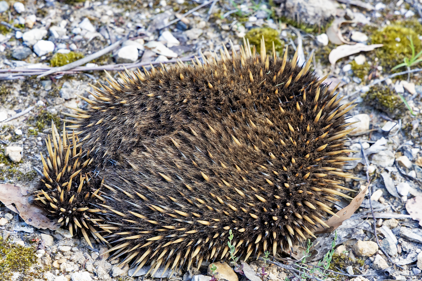 Tasmanian wilderness