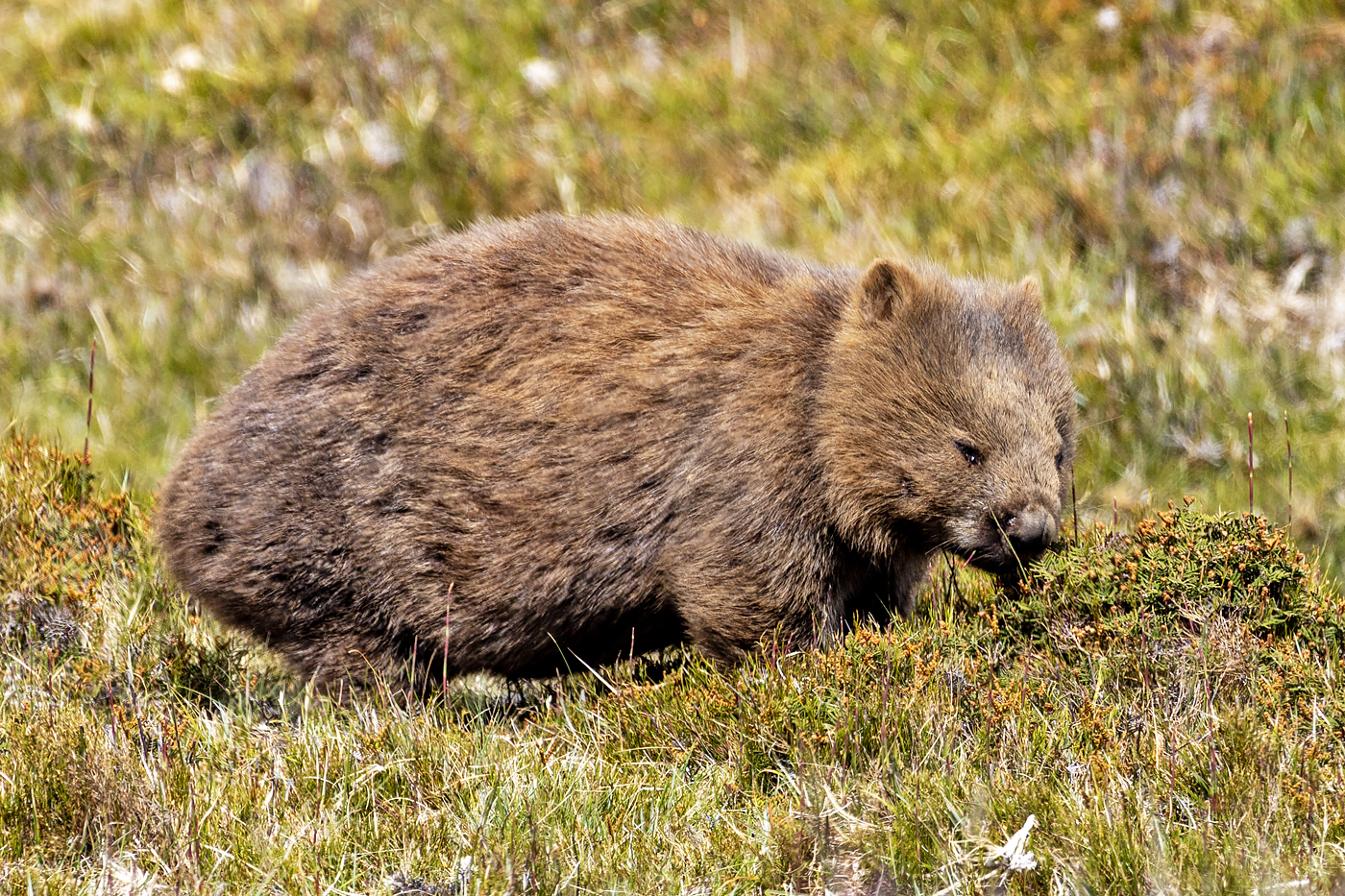 Cradle Mountain