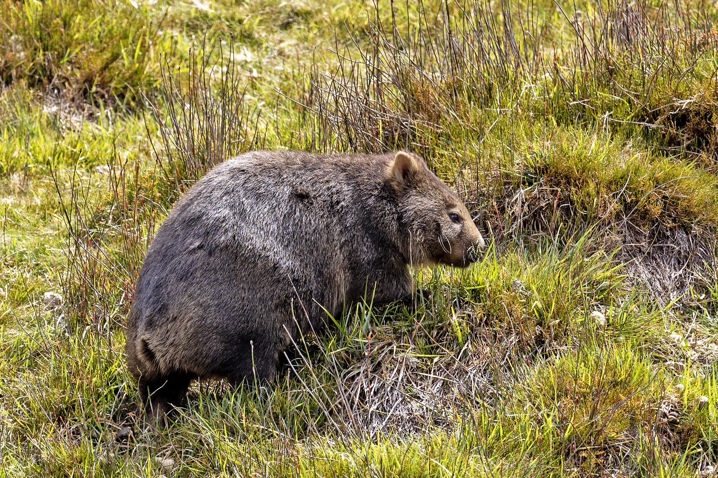 Cradle Mountain