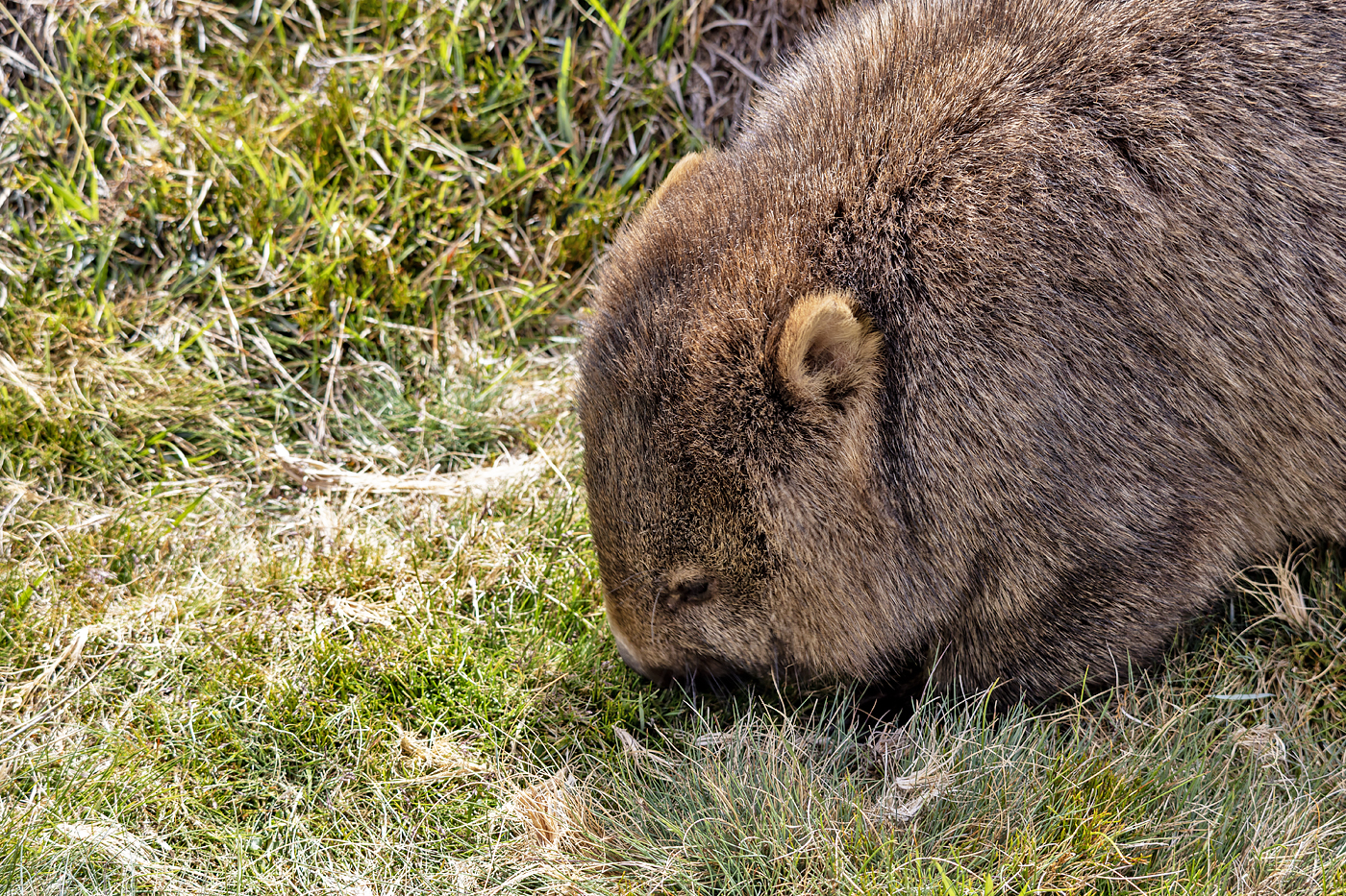Cradle Mountain