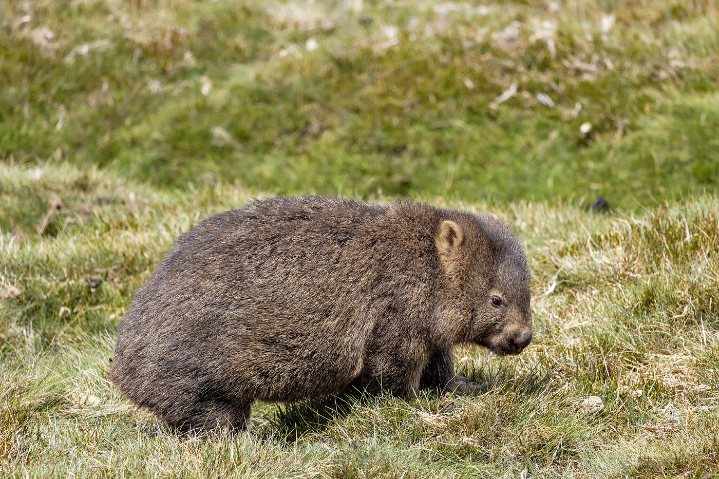 Cradle Mountain
