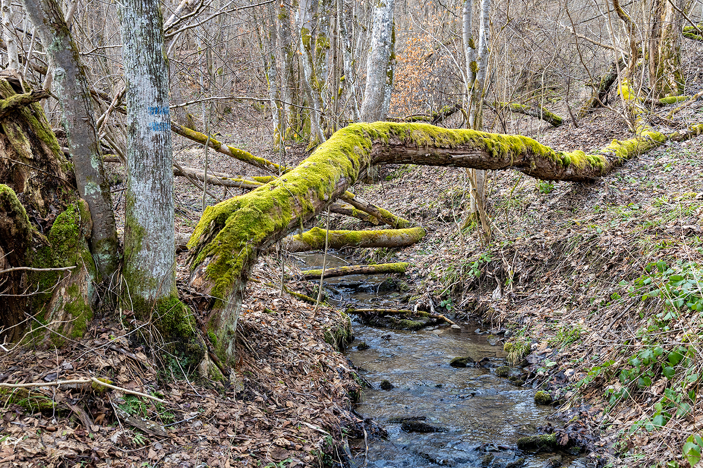 Magurski National Park