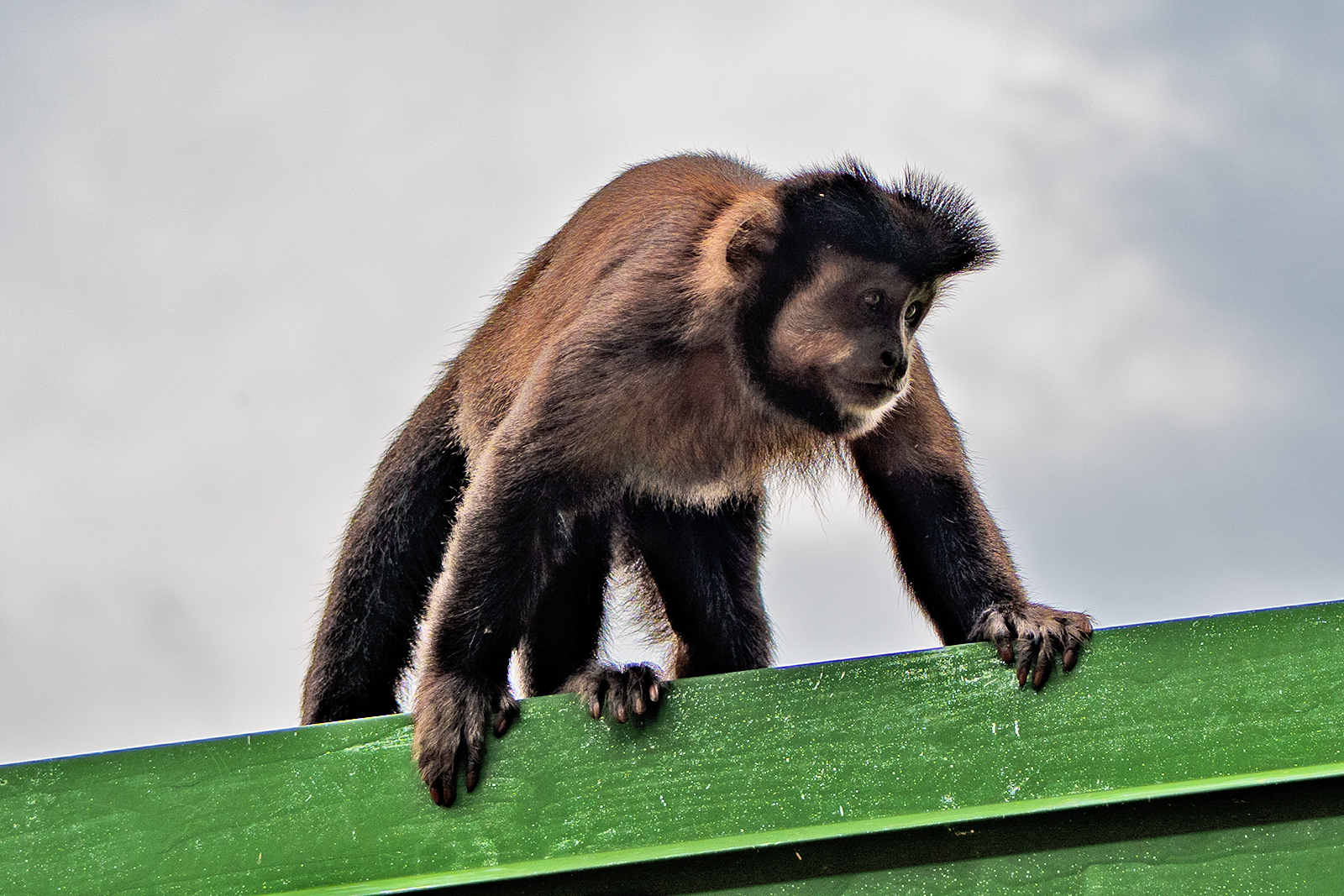 Iguazu National Park