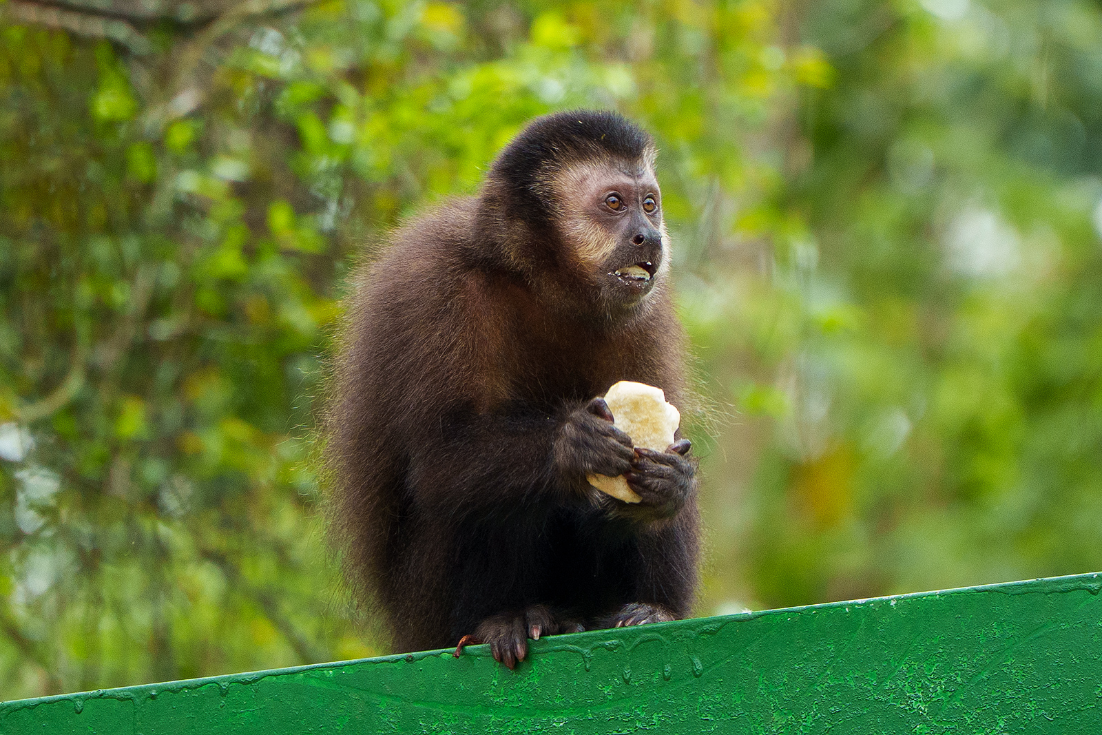 Iguazu National Park